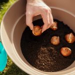 Så väljer du rätt höstlökar för blomning året därpå